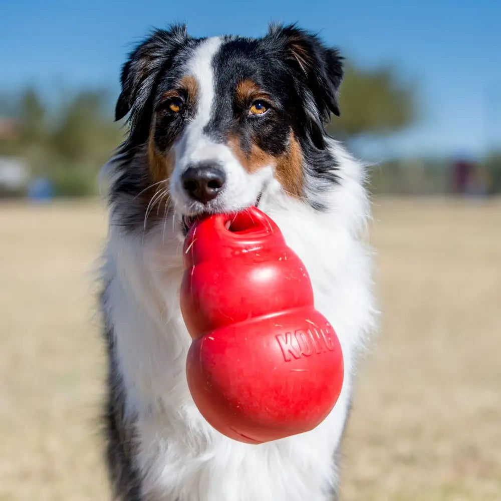 KONG Bounzer Large Dog Toys.