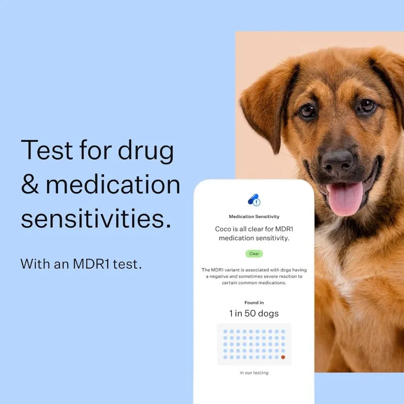 Wisdom Panel Breed Discovery Dog DNA Kit: Most Accurate Dog Breed Identification, Test for 365+ Breeds, MDR1 Health Test