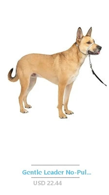 Dog Collar with Quick Grab Leash Handle Medium Black Padded Comfort Reflective Stitching Soft Nylon Pet Safety Restraint